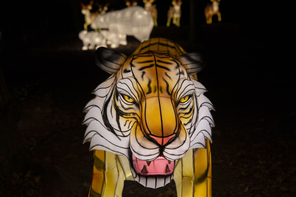 Bronx Zoo’s Holiday Lights Returns for 2021 > Newsroom